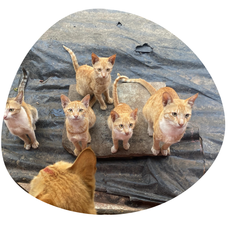 Hero Section - Sterilisation