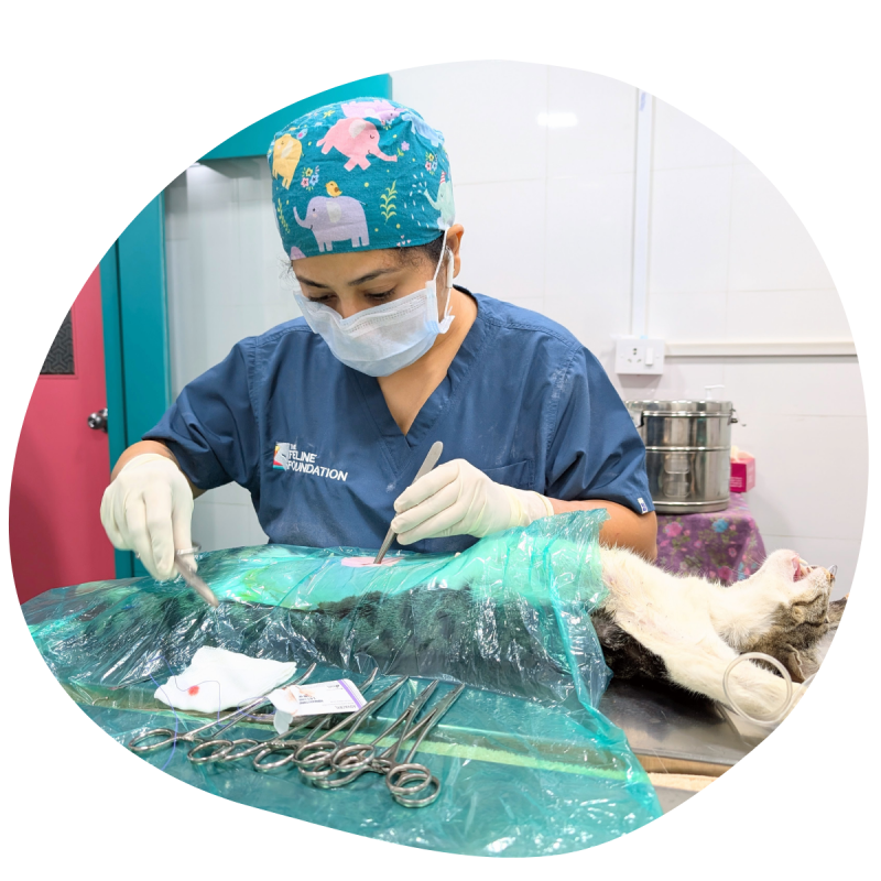 Our Program - Sterilisation